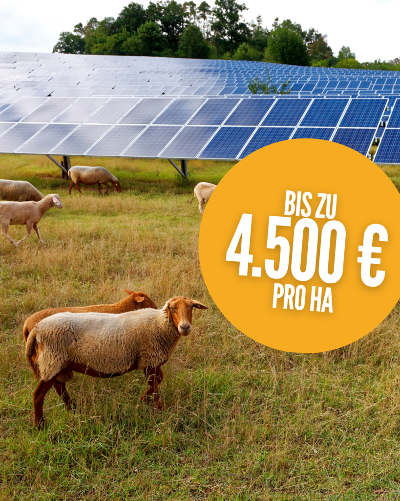 Solarpark Schafe
