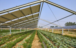Agri PV Salat Pflanzen geschützt