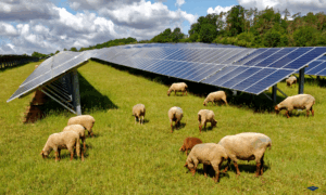 Agri PV Schafe Dauergrünland
