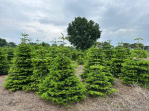 Tannenbaum & Agri PV