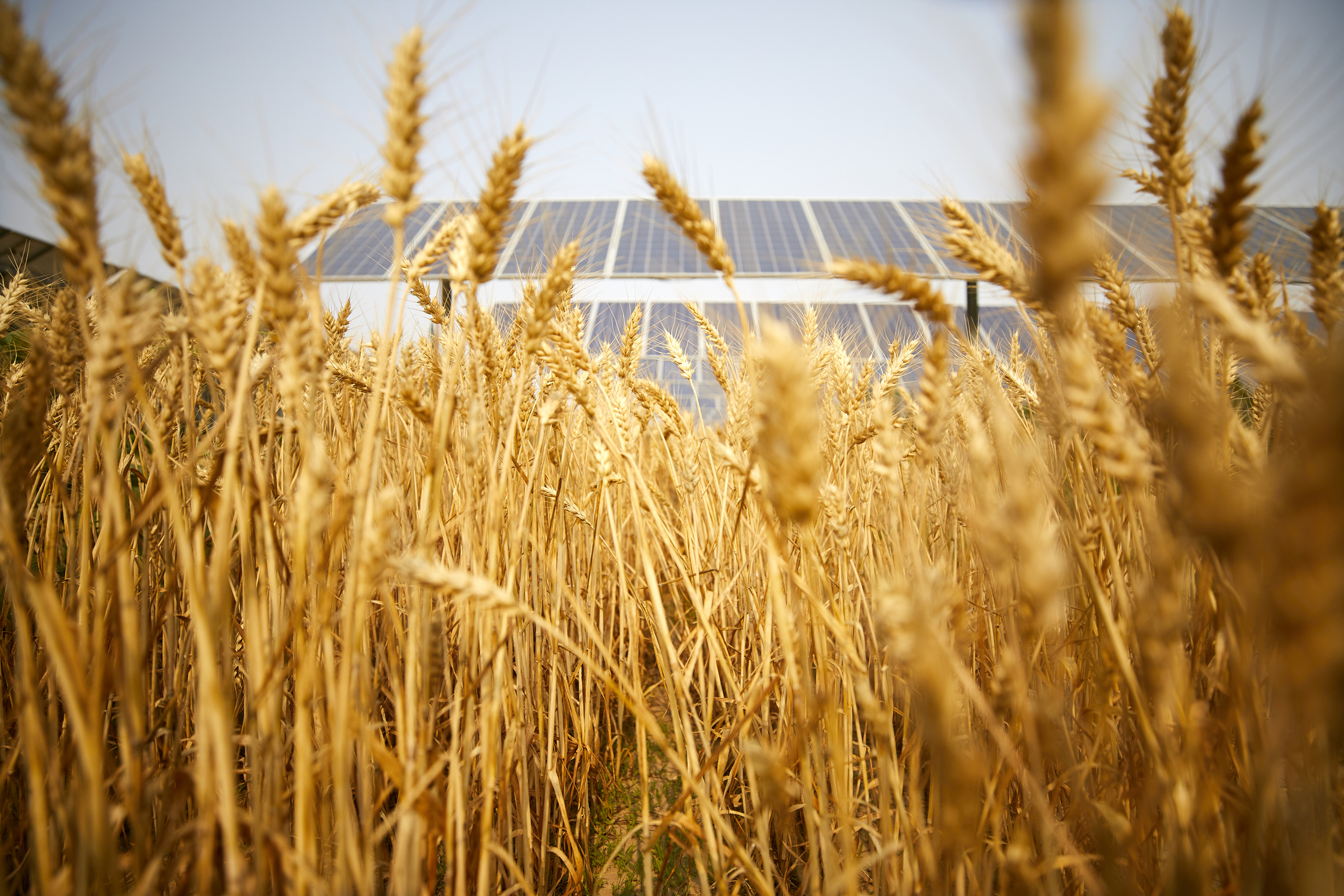 Agri PV Landwirtschaft Photovoltaik